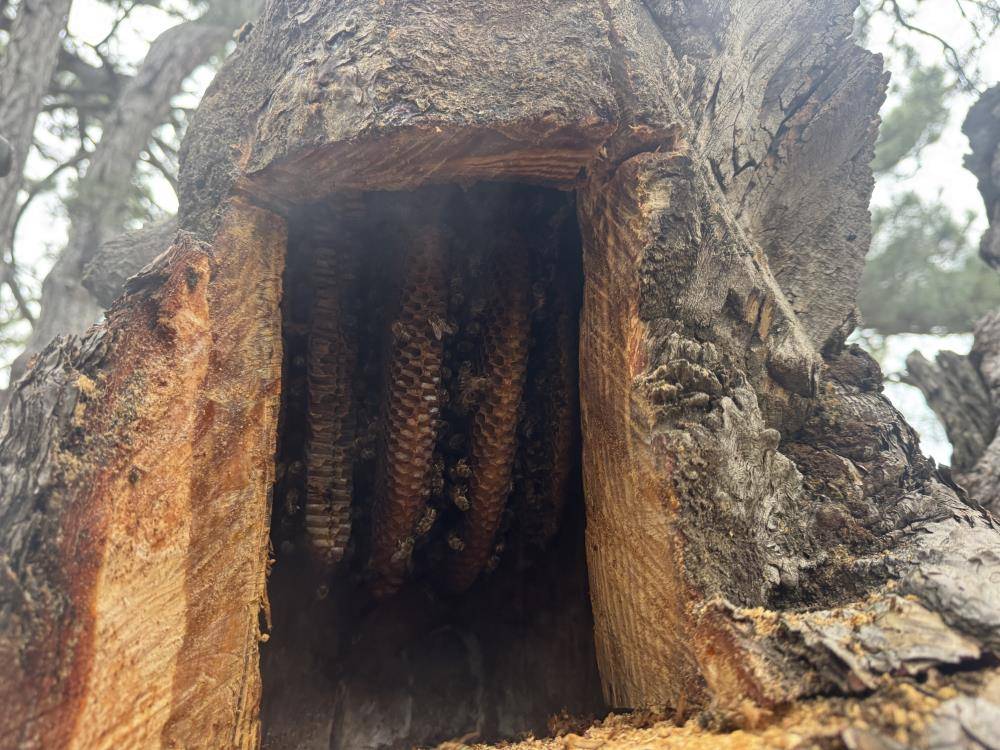 Konya’ya kadar firari izi sürüp hazineye ulaşıyorlar 2